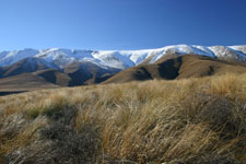 Unique Central Otago Flora