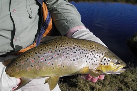 Otago Trout Fishing