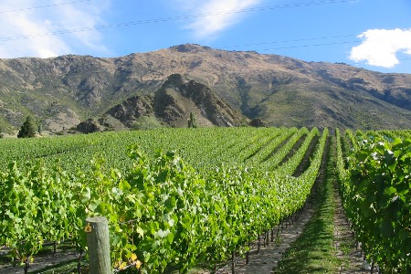 Central Otago Wine Growers Assn