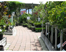 Mackies Garden Centre and Florist
