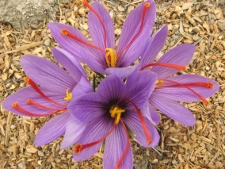 Heart of the Desert Saffron