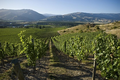 Akarua Winery