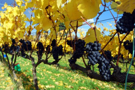 Judge Rock Wines