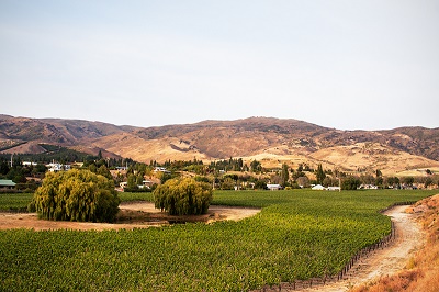 Domain Road Vineyard