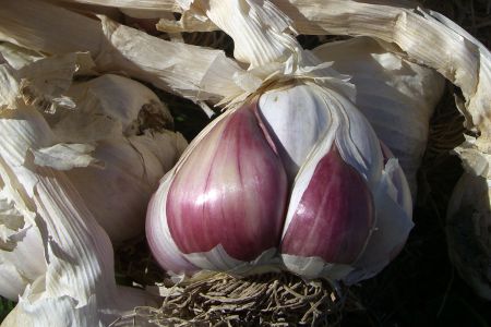 Kutash Organic Gardens