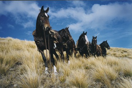 Time Out Tussock Tours