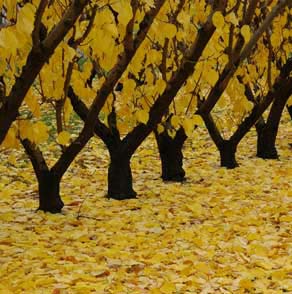 Central Otago's stunning autumn landscape