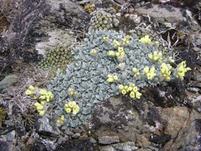 Central Otago flora